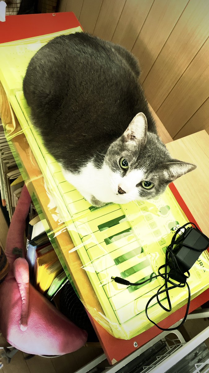 necobitter's tweet photo. 🐱楽器の上に乗ってはいけません❌
#猫写真 #cat #photo #Hipstamatic #Kutako #PopRox #Indus19 https://t.co/78R1FroAsh