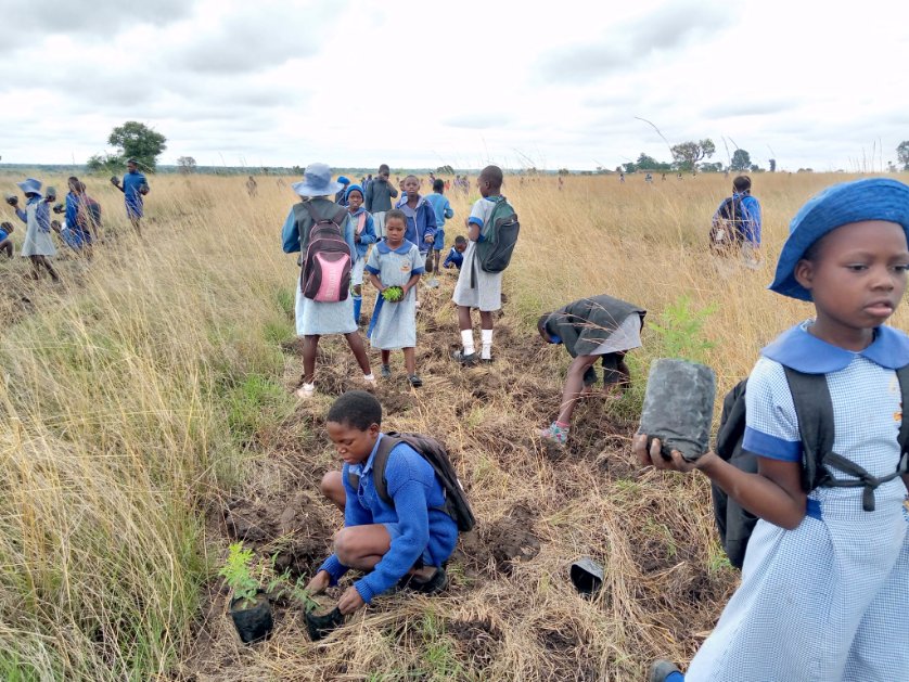 SergioTarwireyi's tweet photo. Yesterday's #tree  planting at Royden Pr School in Nyabira.Happy to be part of this @MyTreesTrust  tree planting program. Altogether 1600 indigenous #trees were planted
#TreeKnowersAndGrowers https://t.co/LbndyyAzzz