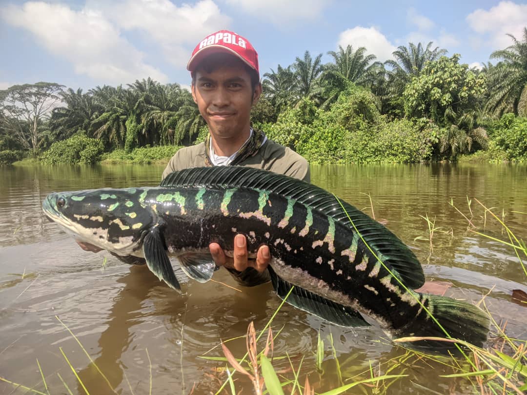 PakAlFishing's tweet photo. Using ultralightsetup..the size of the fish is not matter..but the colour of fish just make me speechless
Rod : kuying Teton 1-3lb
Reel : Shimano vanford 500(max drag 2.5kg https://t.co/grlv8XYlHm