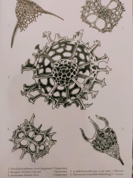 放散虫っていいよね… 