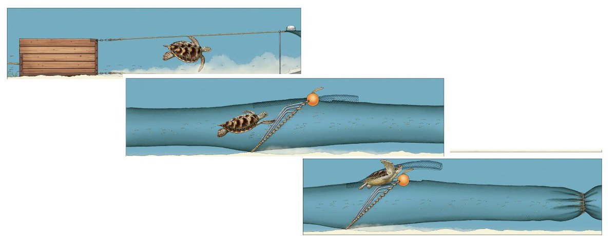 CoolCoralKayla's tweet photo. #fishing may put food on your plate but can harm our #turtles. A new device, the #TurtleExcluderDevice, can properly keep our #marinecreatures out of fishing nets, saving them from becoming #bycatch @geoenv_nova #GEV4320 https://t.co/0uymVdbb9R