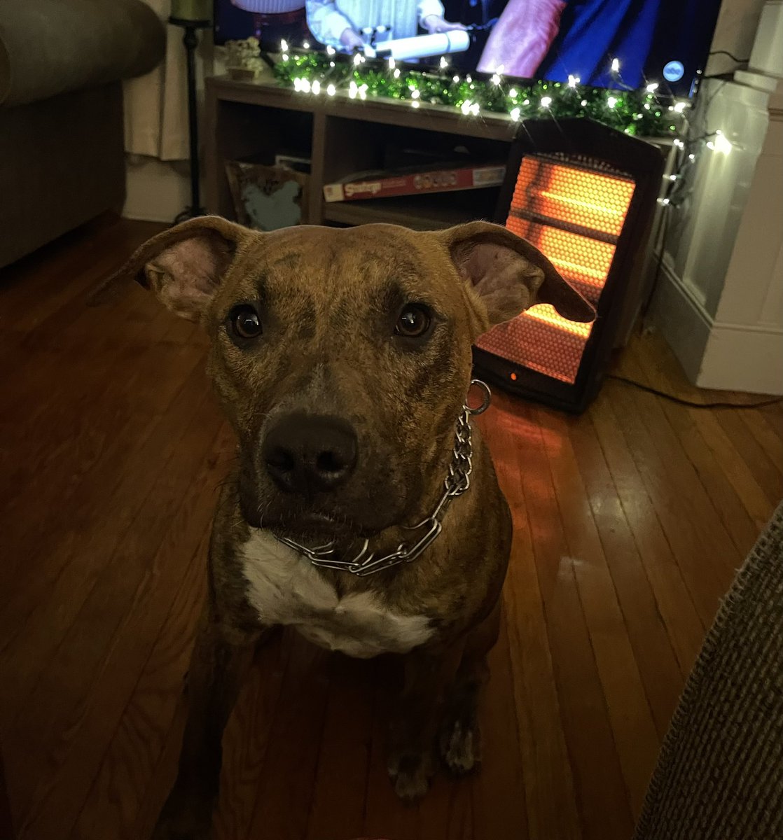 bthereckoning's tweet photo. My little pup is the @VancityReynolds  of pitbulls. https://t.co/wrdBv92DMv