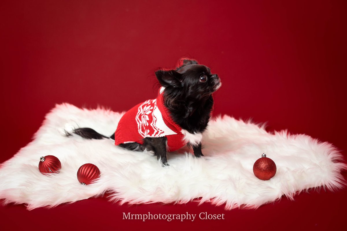 ClosetMrm's tweet photo. “Dog’s Christmas 🎄 portrait” #puppy #puppylove #puppylover #dog #doglife #canon #canonphotography #nj #photographer #photography📷 #photographylife #christmas #portrait #portraitphotography #life #lovinglife #photo #photooftheday #portraitmood #photographylife https://t.co/xC7CuF2OP5