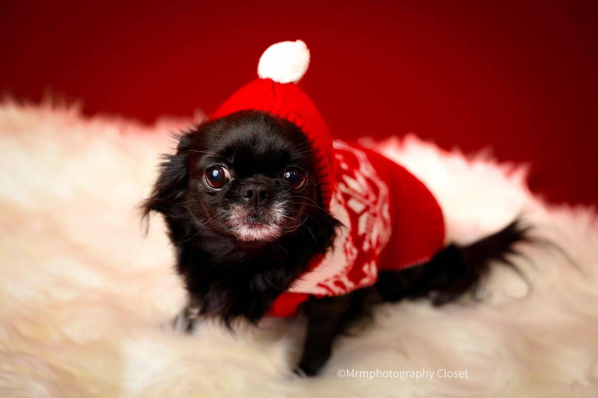 ClosetMrm's tweet photo. “Dog’s Christmas 🎄 portrait” #puppy #puppylove #puppylover #dog #doglife #canon #canonphotography #nj #photographer #photography📷 #photographylife #christmas #portrait #portraitphotography #life #lovinglife #photo #photooftheday #portraitmood #photographylife https://t.co/xC7CuF2OP5