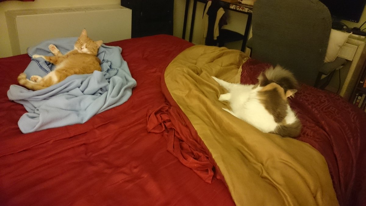 DaxsCats's tweet photo. Cats! https://t.co/wjWphDVR2G