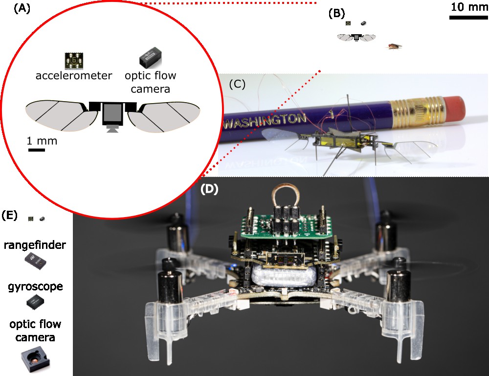 blinkminster's tweet photo. Excited to report a new article from our group coming out this week in Science Robotics: "A gyroscope-free visual-inertial flight control and wind sensing system for 10 mg robots". https://t.co/x9OVSsT0Bm #gnatrobots https://t.co/XLWqy3TuZY