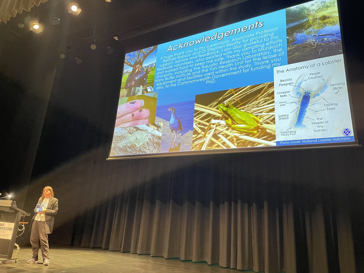 Alisha Steward (@dryriverbedgirl) on Twitter photo Interesting #AFSS2022 talk about freshwater crayfish surviving in perennial and seasonal waters by Holly Emery-Butcher <a href="/MurdochUni/">Murdoch University</a>
…and I loved the crayfish prop! 🦞 Interesting #AFSS2022 talk about freshwater crayfish surviving in perennial and seasonal waters by Holly Emery-Butcher <a href="/MurdochUni/">Murdoch University</a>
…and I loved the crayfish prop! 🦞