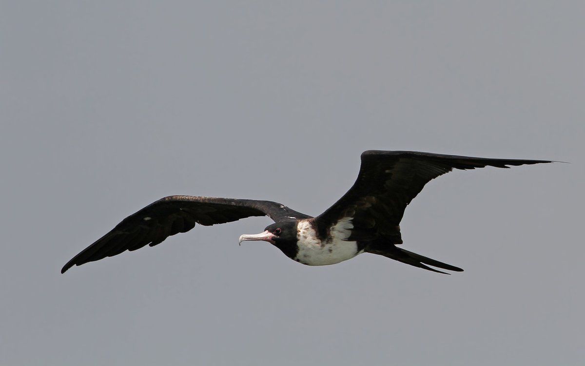 The Christmas Island frigatebird is into kleptoparasitism! Nothing kinky, it just means it is a bit of a pirate🏴‍☠️and steals food from other birds whenever it can. It is also becoming increasingly rare with only around 5000 individuals remaining. 📷Christoph Moning