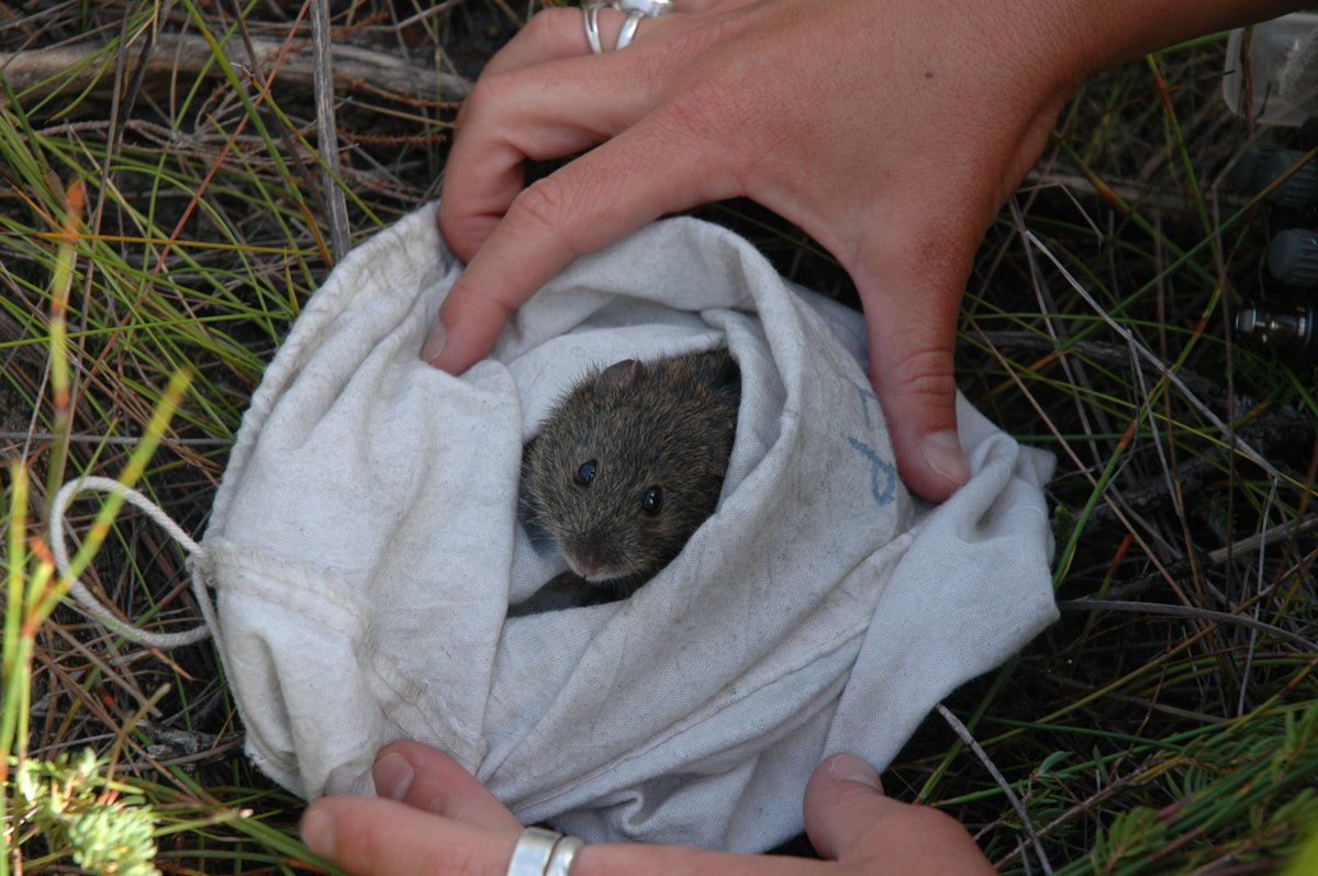 This chunky little fellow🐭should never be confused with the introduced house mouse! An Australian native, the Eastern Chestnut mouse is up to twice the body length of the house mouse and three to four times the weight 🐀🐁! This one was recorded at Booderee NP 📷@Parks_Australia