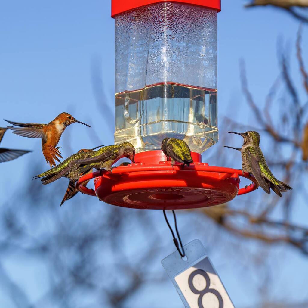 kbpcaptures's tweet photo. Some time with the birdsβ¦ and a squirrel π¦πΏοΈ
#sonyalpha #losangeles #natureinla https://t.co/FQ2FRPBYn8 https://t.co/JFBznE1OGz