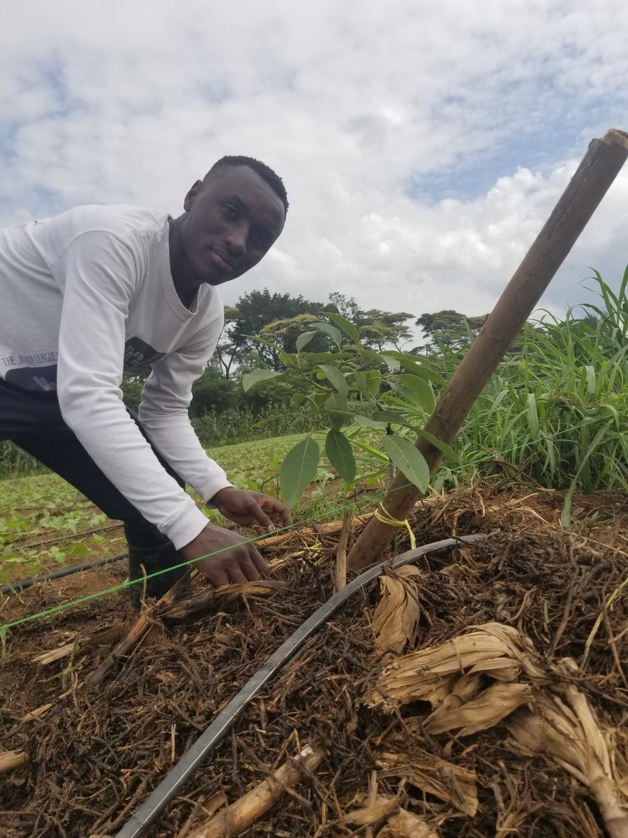 p_dusabimana's tweet photo. Today's activity is planting Hass avocado seedlings! 
Are you interested to know more about avocado plantation? 
Leave a comment ❤️ and retweet to get more insights! https://t.co/Jr2MtPl2q7