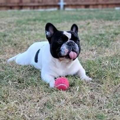 This big boy just became a daddy again! We've got frenchie puppies  🐾  #frenchbulldog #frenchies #puppies<a href="/tag/frenchie"class="tags"><span>#frenchie</span></a><a href="/tag/puppies"class="tags"><span>#puppies</span></a><a href="/tag/dogs"class="tags"><span>#dogs</span></a><a href="/tag/frenchbulldog"class="tags"><span>#frenchbulldog</span></a><a href="/tag/frenchies"class="tags"><span>#frenchies</span></a>