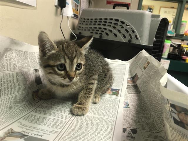 Hey there! Spayed female, brown tabby Domestic Shorthair. About 2 months old… petharbor.com/pet.asp?uaid=P…