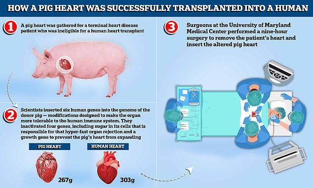 MedwebL's tweet photo. MedWeb Blog of the day ☀️

Unexpected Electrical Changes Seen In First Successful Transplant Of Genetically-Modified 🧬Pig Heart

Ten months after transplanting the first genetically modified🧬...

Read full:https://t.co/If7dnv2y9O

#geneticmodification #HeartTransplant #research https://t.co/jtzj9tQGCU