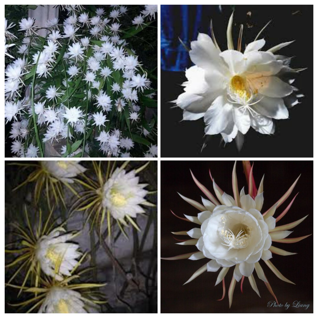 jaan_e_birdies's tweet photo. #GoodMorning Shaheera & all my lovely Birdies ❤️🤗
Kadupul queen of flower is a celestial divine & rare flower of Srilanka
From @mahesha_lj , Srilanka
@Shaheer_S #ShaheerSheikh #Birdies #jaan_e_birdies #nightflower #significanceofnightflower #kadupul #srilanka #divineflower https://t.co/XjJBA9hkuA