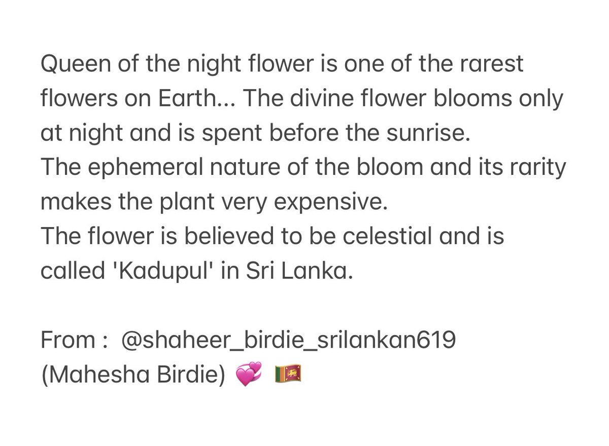 jaan_e_birdies's tweet photo. #GoodMorning Shaheera & all my lovely Birdies ❤️🤗
Kadupul queen of flower is a celestial divine & rare flower of Srilanka
From @mahesha_lj , Srilanka
@Shaheer_S #ShaheerSheikh #Birdies #jaan_e_birdies #nightflower #significanceofnightflower #kadupul #srilanka #divineflower https://t.co/XjJBA9hkuA