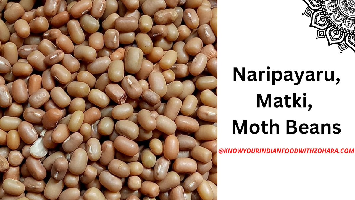 knowyourfood_'s tweet image. Hi!
Check out this post regarding Moth Beans | Naripayaru | Matki
🔗knowyourindianfoodwithzohara.com/2022/11/what-i…

#mothbeans #matki #naripayaru #dewbeans #matbeans #turkishgram #legumes #indianingredients #indianfood