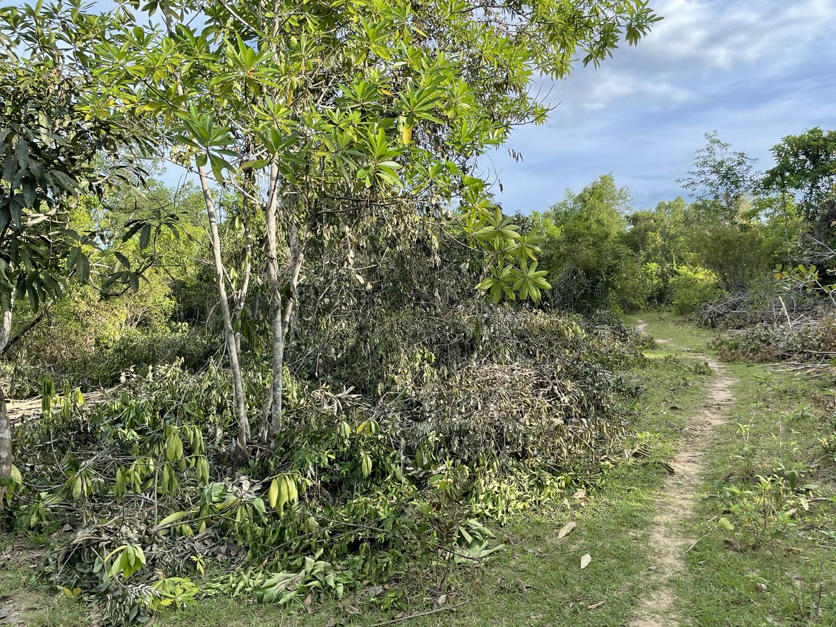 _rainbowfighter's tweet photo. The workers have cleared more than half of the 1-hectare property… so we found more mango 🥭 and cashew trees that need to be rehabilitated. 

#SustainableFarming #SustainableFarmLiving 
#TinyHouseProject 🏡 https://t.co/Gvr2mNqlhh