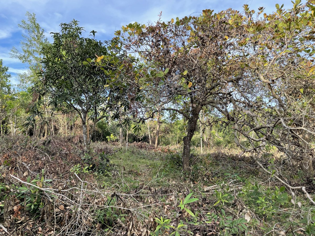 _rainbowfighter's tweet photo. The workers have cleared more than half of the 1-hectare property… so we found more mango 🥭 and cashew trees that need to be rehabilitated. 

#SustainableFarming #SustainableFarmLiving 
#TinyHouseProject 🏡 https://t.co/Gvr2mNqlhh