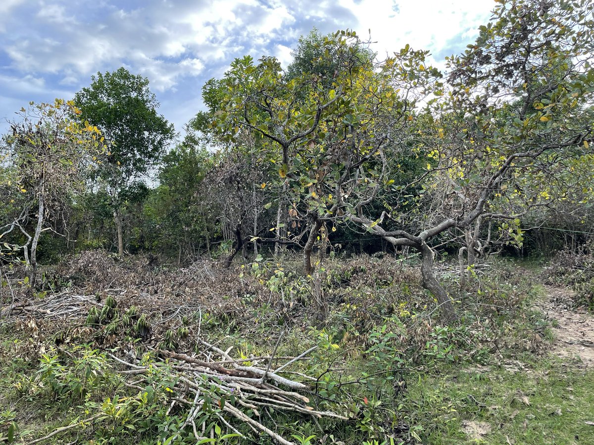 _rainbowfighter's tweet photo. The workers have cleared more than half of the 1-hectare property… so we found more mango 🥭 and cashew trees that need to be rehabilitated. 

#SustainableFarming #SustainableFarmLiving 
#TinyHouseProject 🏡 https://t.co/Gvr2mNqlhh