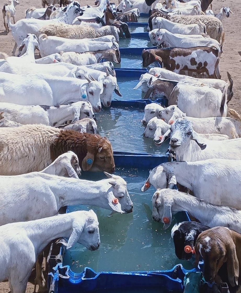 If you're interested in goat farming, please like and retweet massively!