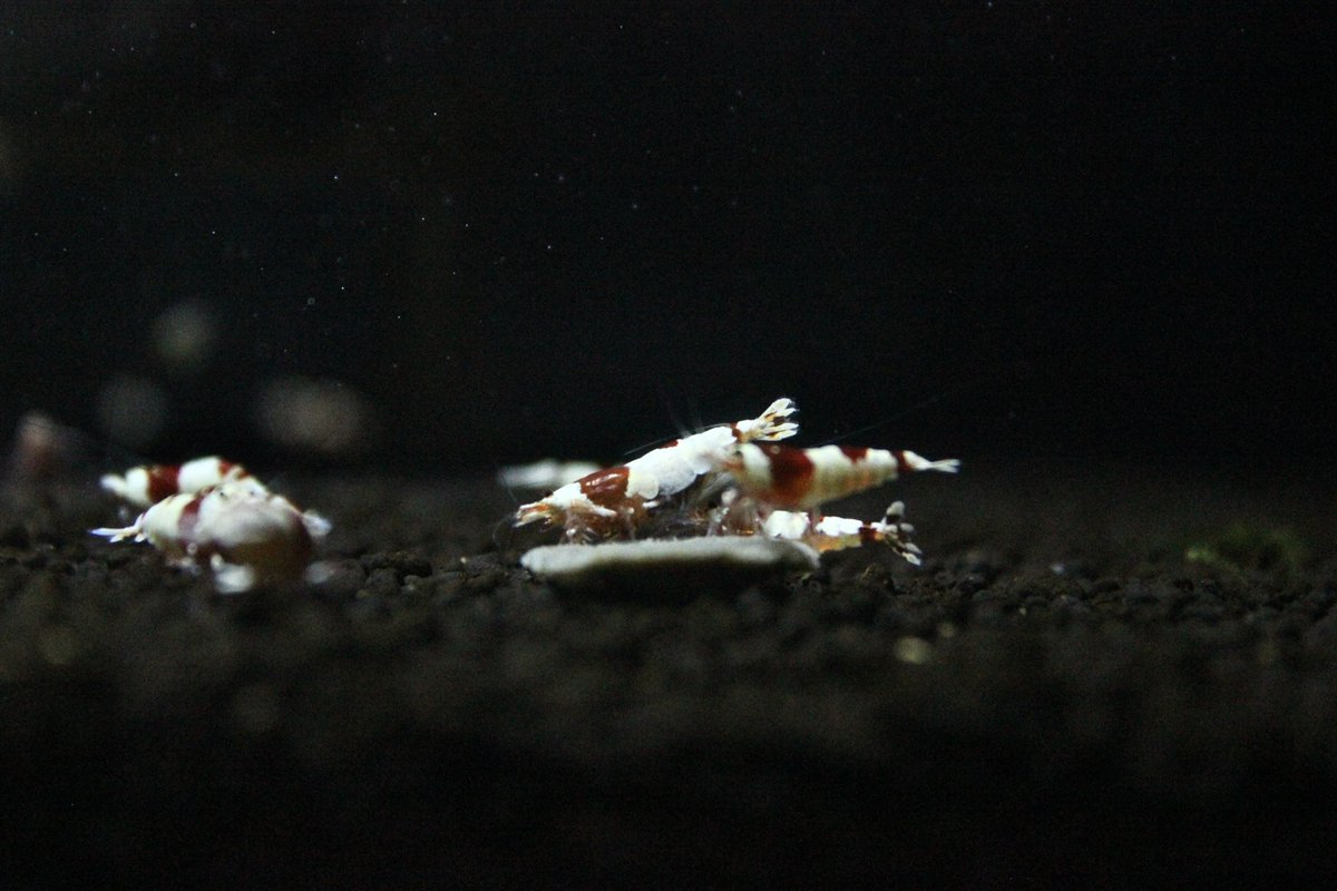 Sweet_Lab24's tweet image. 雨なので撮影会
楽しみながらやっていこ
＃レッドビーシュリンプ