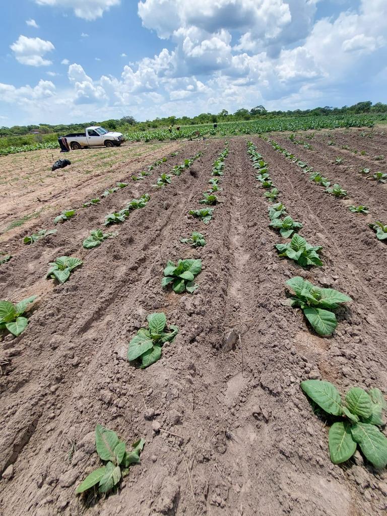 @KutsagaResearch leaving no place and noone behind. Evaluation of climate smart tobacco varieties in marginal areas ongoing in #MatNorth the target production environment @agribusiness110 @timb_zw @TobaccoZimbabwe @basera_john @TheFamerTalk @TTofuz @TobaccoGrowers @zpba_official