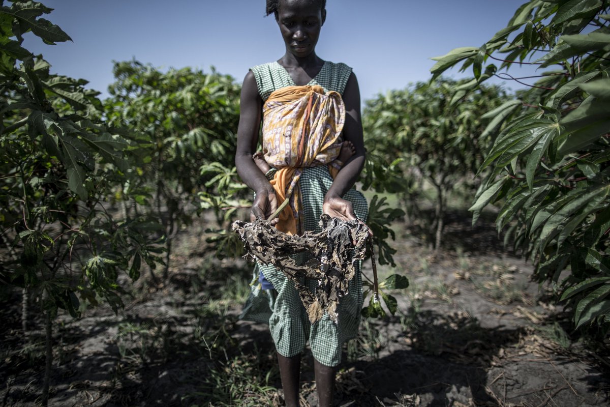 ippcnews's tweet photo. A #ZeroHunger 🌍 where EVERYONE has enough nutritious food is possible if we all protect #PlanthHealth and choose to act now.
This is why we need IPPC standards to keep plants healthy and trade safe and contribute to the #GlobalGoals 🌱 https://t.co/n4S42mXeFi