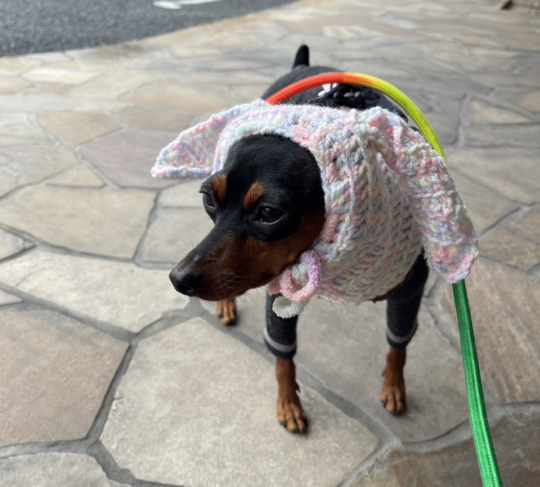 pinkdragon333's tweet photo. ミニピンのミロちゃん🐶
手作り帽子❓ネックウォーマー❓
気に入ってくれました。
ピョンピョン跳ねてお散歩するから🐰うさ耳つけてあげました。
これでミロちゃんも🐰ウサギに、、、☺

#ミニチュアピンシャー　#ミニピン　#犬のいる生活　#犬のいる幸せ　#犬のいる暮らし　#犬 https://t.co/EyZntZ9oEa