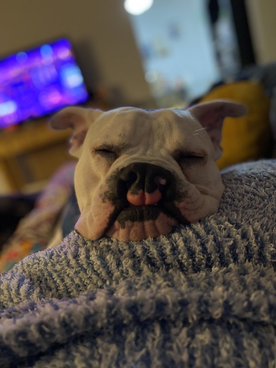 JordanEEaster's tweet image. Sweetest little no-lipped piglet 🥹🖤