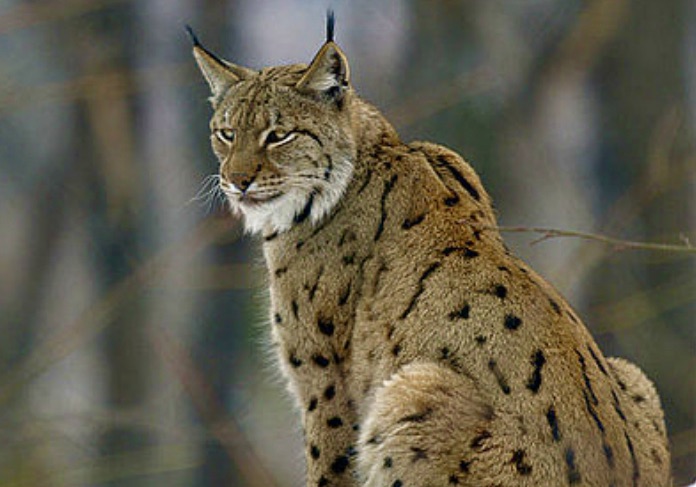 #Albania #Cats 

There are only 40 Balkan lynx left in the world.

Although highly-protected under CITIES, they are victims of deforestation &amp; illegal hunting. 

Albania has 10 left. Since 2006, they've killed 14. 

One was shot in 2020, stuffed &amp; displayed in a bar in Elbasan.