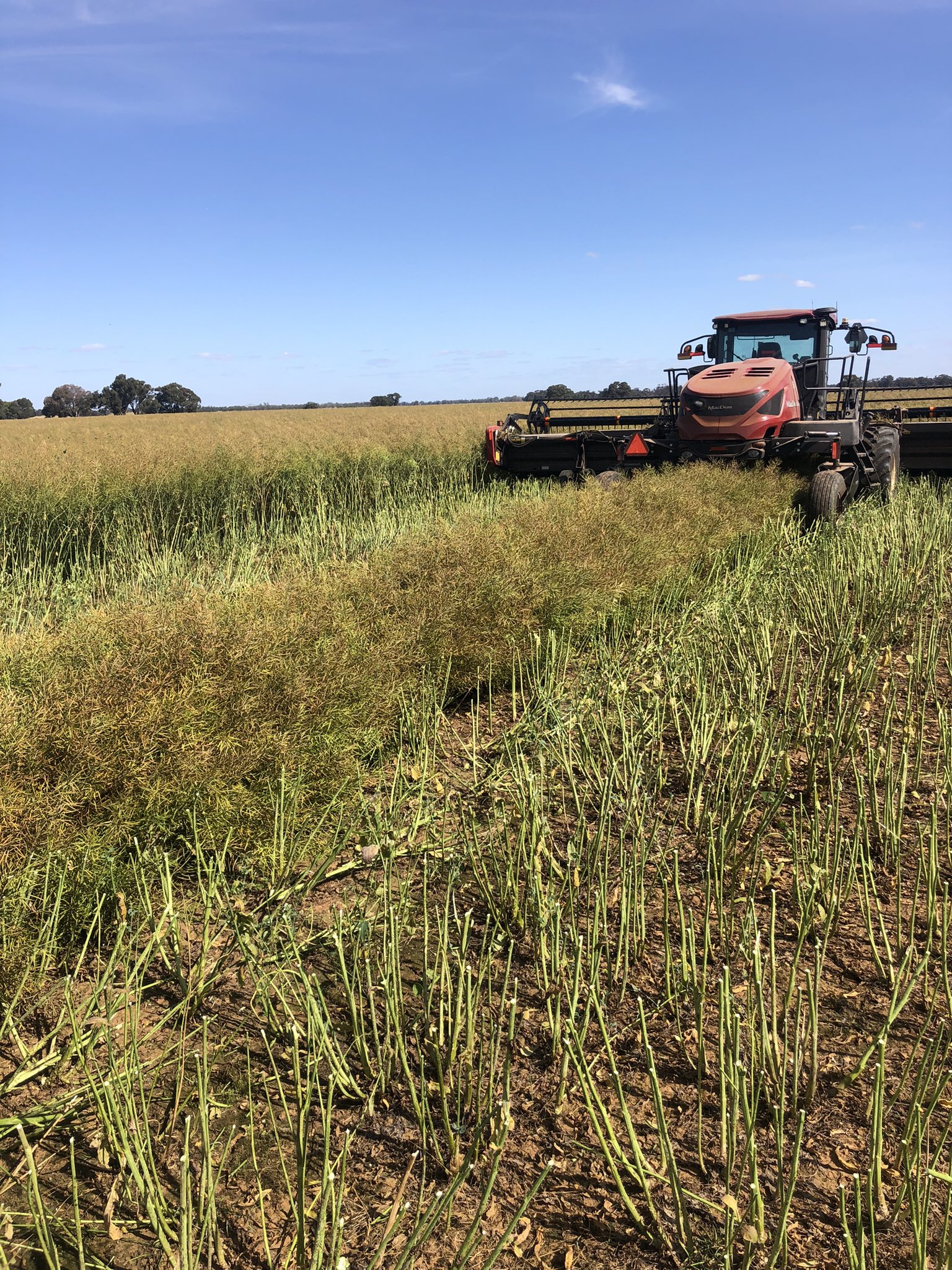 bruce-macague-on-twitter-13-month-old-970cl-canola-windrowed-today
