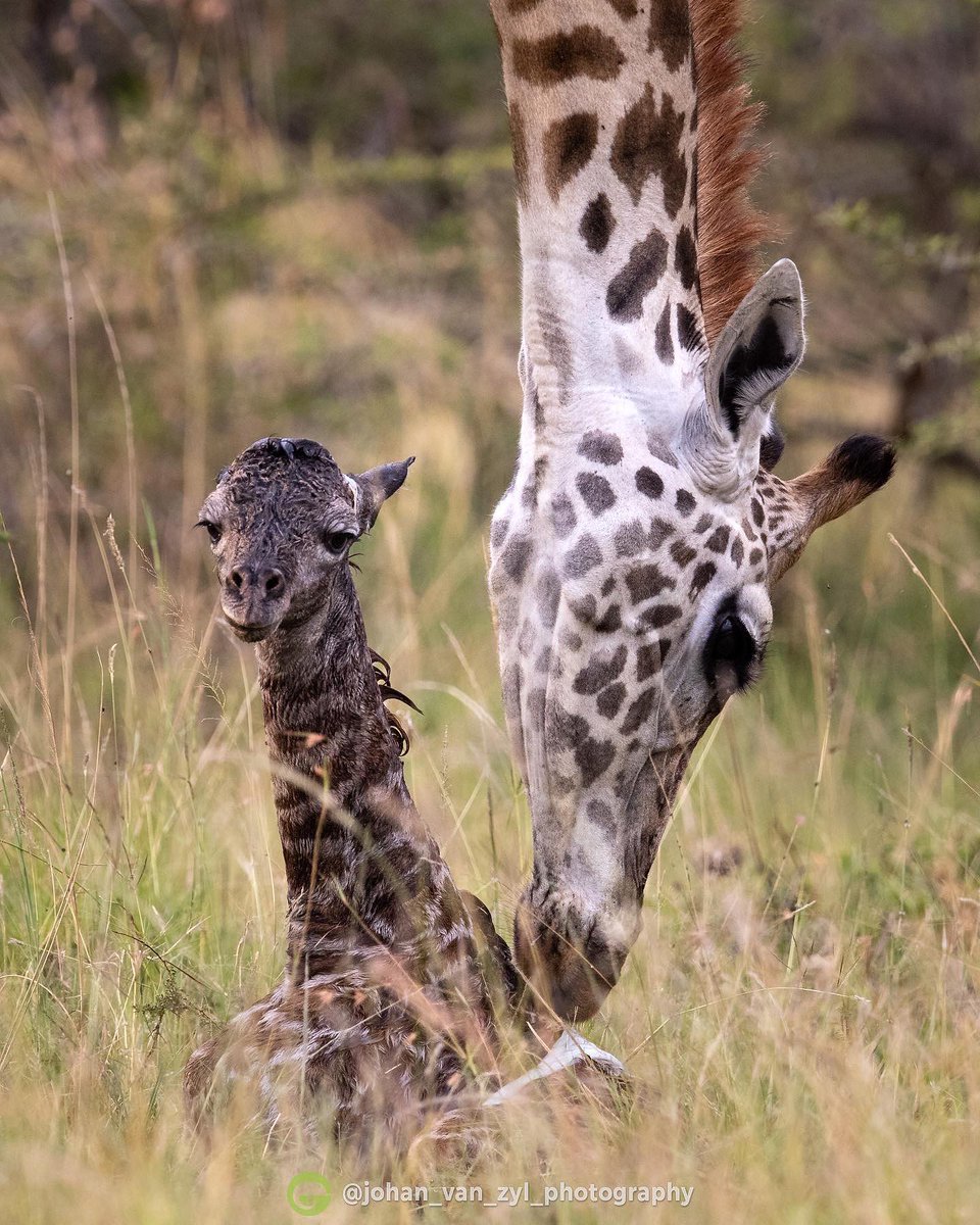 Its something that'll absolutely shock you & with complete disbelief when you see also the first steps that this young giraffe takes just in 30 minutes! Why we love #nature?

Book your #wildlife safari with us today. #Africansafari #giraffelove