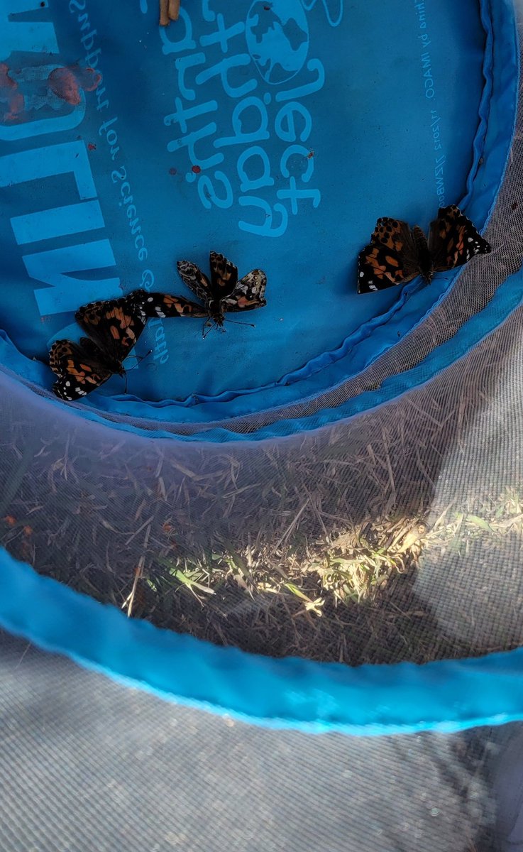 limabeans1111's tweet photo. Freeing our flying friends! Go forth and pollinate!! Thank you @MVE_GT !! The students loved watching these Painted Ladies go from catepillars to butterflies! 
@NISDMeadowVill 
@c_maldonado_1 
@LundquistJess 
@NISDElemScience 
@NISD 
#MeadowVillageIgnited
#MVEIgnited
#NISDIgnited https://t.co/Df8pPVHhS9