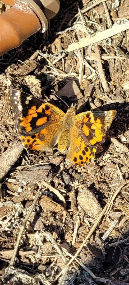 limabeans1111's tweet photo. Freeing our flying friends! Go forth and pollinate!! Thank you @MVE_GT !! The students loved watching these Painted Ladies go from catepillars to butterflies! 
@NISDMeadowVill 
@c_maldonado_1 
@LundquistJess 
@NISDElemScience 
@NISD 
#MeadowVillageIgnited
#MVEIgnited
#NISDIgnited https://t.co/Df8pPVHhS9
