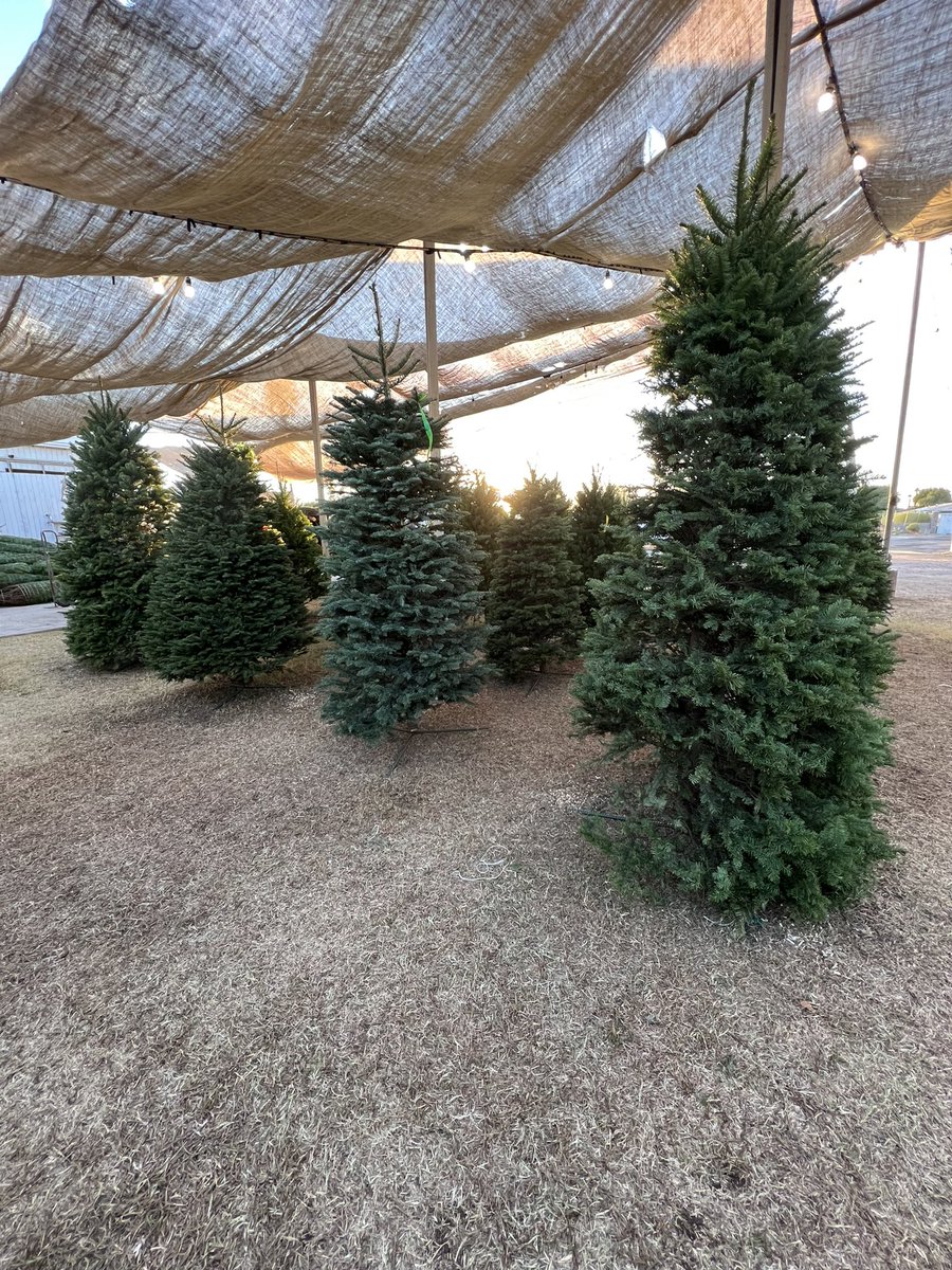 My visit to the Muñoz Christmas Tree Lot today for my <a href="/cronkitenews/">Cronkite News</a> story on this tree buying season

Stay tuned!🎄