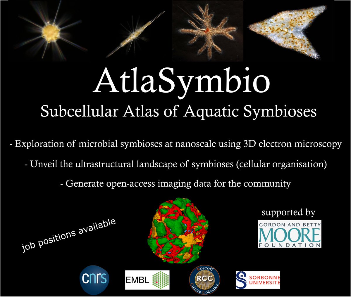 Johan Decelle (@johand13016359) on Twitter photo Super excited to launch a NEW PROJECT for the community to explore microbial symbioses with 3D electron microscopy together with @SchwabYannick Ian Probert from @RCC_algae. Time to reveal the interior of key aquatic symbioses. Job positions available. Many thanks to <a href="/MooreFound/">Moore Foundation</a>. Super excited to launch a NEW PROJECT for the community to explore microbial symbioses with 3D electron microscopy together with @SchwabYannick Ian Probert from @RCC_algae. Time to reveal the interior of key aquatic symbioses. Job positions available. Many thanks to <a href="/MooreFound/">Moore Foundation</a>.