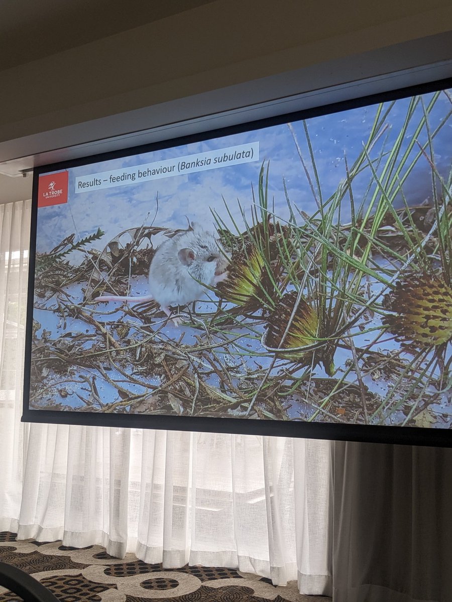 Mammal pollination of Banksia in WA #ESASCBO2022

This species of Banksia is almost exclusively pollinated by mice because the flower is likely emitting a rodent phermone!