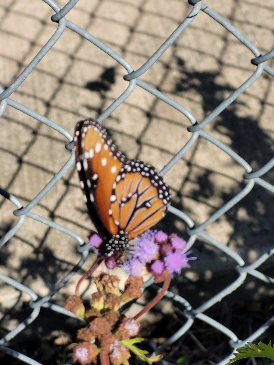 limabeans1111's tweet photo. So many friends in our beautiful garden @NISDMeadowVill!  Great job @MVE_GT!   🏅🏆🦋
@c_maldonado_1 
@LundquistJess 
@NISDElemScience 
@NISD 
#MVEIgnited https://t.co/WFVldo5wxI