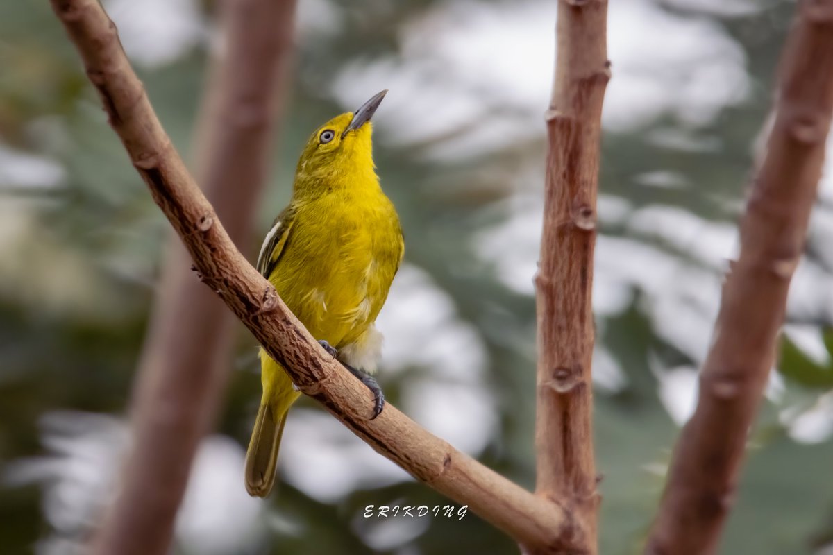 ErikDing868's tweet photo. #CommonIora 

#birds #birdwatching #bird #nature #birdphotography #birdsofinstagram #wildlife #naturephotography #birding #wildlifephotography #birdlovers #photography #naturelovers #birdstagram #birdlife #canon #animals #bestbirdshots #photooftheday #BBCWildlifePOTD https://t.co/1ylsEjvNt4