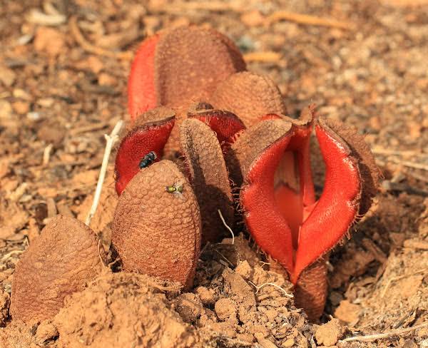 Hydnora africana, a flower that can be found in South Africa, Namibia, Botswana and Ethiopia.