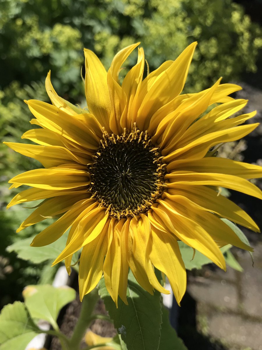 #AlphabettyBlooms zooty sunflower Thank you #garden_chamber