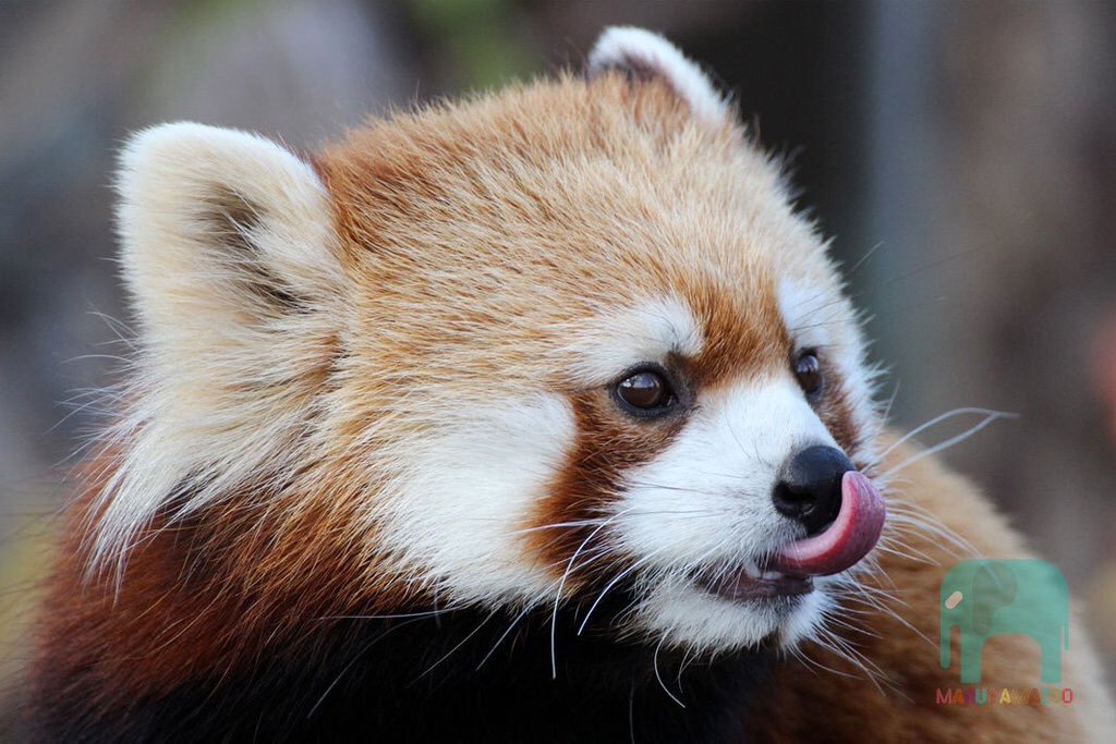 HourlyPanda's tweet photo. https://t.co/Y8bAPUQqDT