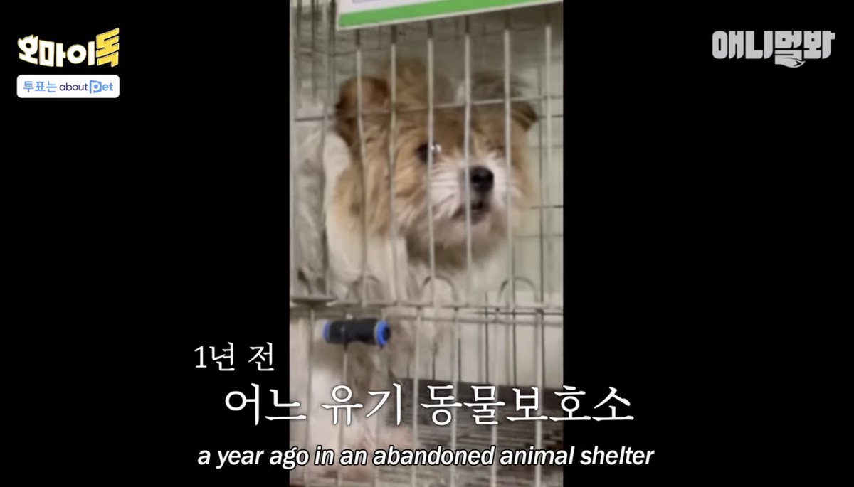 aboutpet_office's tweet photo. 유기동물보호소에 있던 강아지가 
사람을 만나 1년동안 변화한 과정

오마이독 몽구 사연 보러가기👇
https://t.co/3pUb0nCmcE

#오마이독 #어바웃펫 #투표 #몽구 #강아지 https://t.co/F7fzUq29Tf