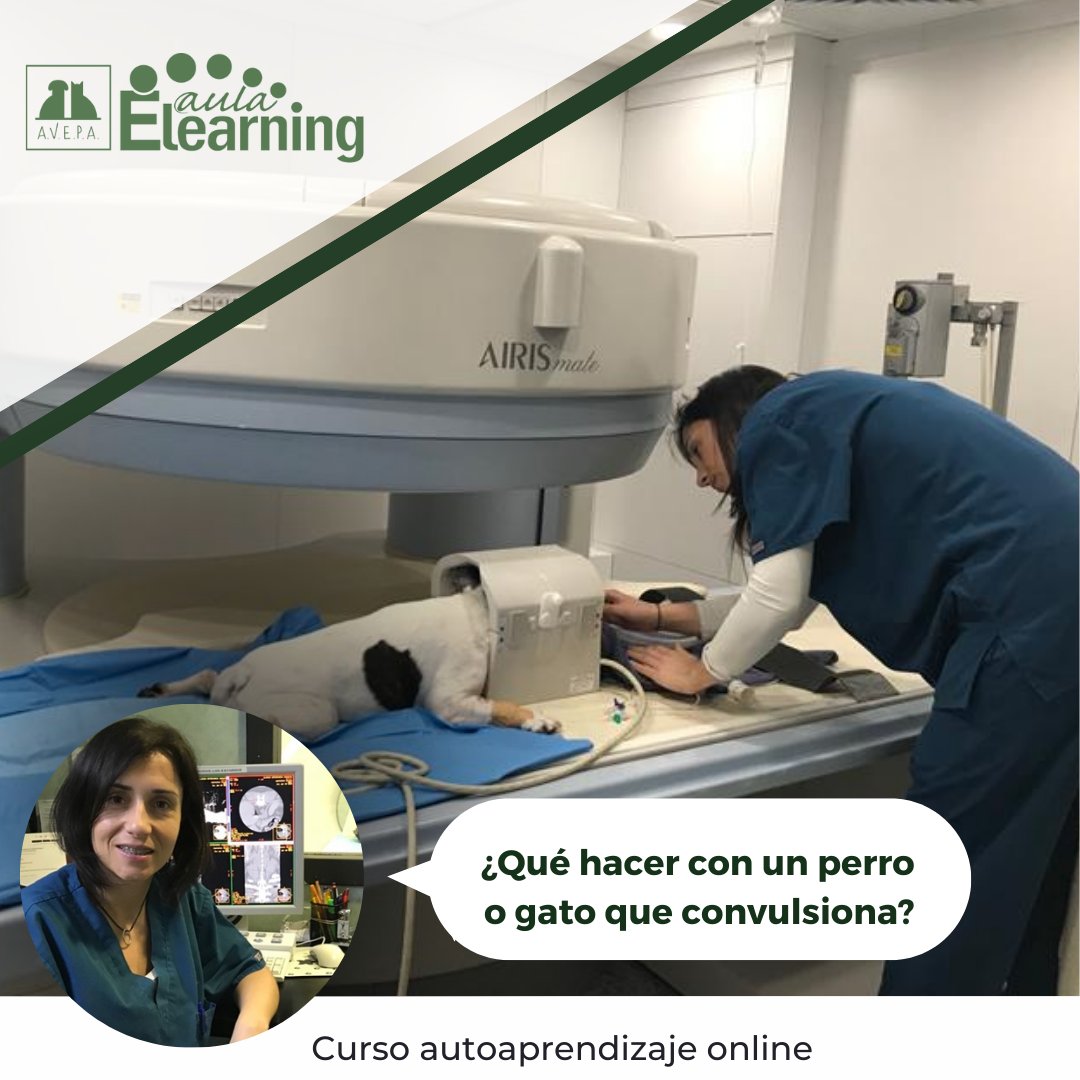 AVEPA_vet's tweet photo. Hemos reeditado el curso realizado por María Ortega Prieto en 2019 sobre #convulsiones en perros y gatos. Pero en formato #cursoonline autoaprendizaje.
Tienes más información https://t.co/YF98uQKBh1
#veterinaria #neurologiaveterinaria #avepaelearning #ataquesepilepticos https://t.co/5rb6VSoAdX