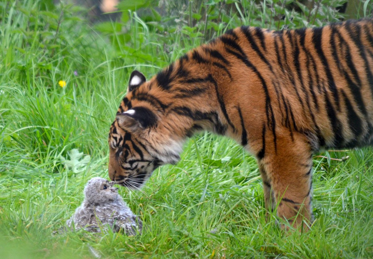 hourlyTiger (@hourlytiger) on Twitter photo 