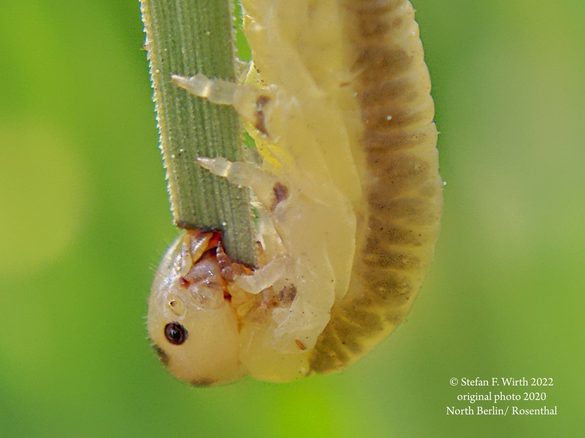 wirthstef's tweet photo. #Sawflies of the #Tenthredinidae,here larva Dolerus sp.,are closely related to Cimbicidae sawflies (var.authors). #Larvae of all(#paraphyletic)sawflies "#Symphyta" can be #caterpillarlike,but with eight leg pairs.Their #females often reproduce #thelytokously (parthenogenesis)©SFW https://t.co/VTMW9z9rK4
