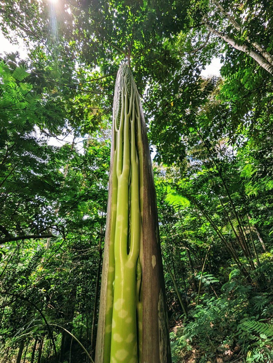 Today we went to the hill forests in pursuit of a giant. Here is the colossal leaf of the titan arum in its native Sumatran rainforest. The leaf bud shoots up from the forest floor and by the time it unfurls, has the proportions of a small tree. Magnificent.