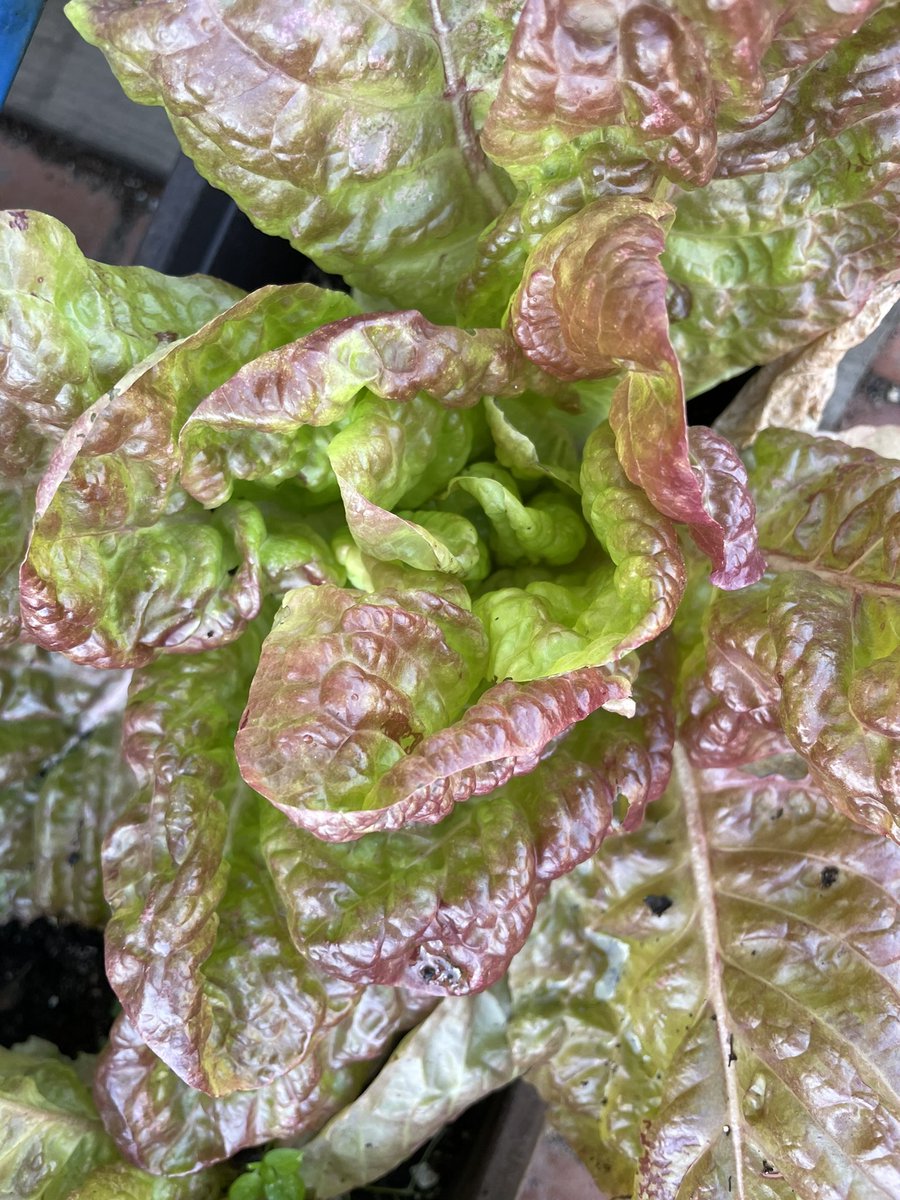 eebigger's tweet image. Kiddos is out of hospital, and homeschooling has begun for her lungs to heal up good. This leaves me with nap time &amp;amp; night time for work—this week it’s measuring mapping systems and my lettuce growing 🥬 #growingsystems
