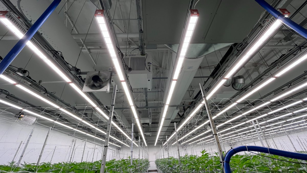 HortiEnlite's tweet photo. #Enlite #LED #Toploght 660W, great linear design for greenhouse and indoor sea-of-green growing!
Check how amazing these ladies are under this light, we revisited the farm and took these photos just last week!
#cannabiscommunity #indoorfarm #growindoor #cannabisindoor https://t.co/a4SFsa4p77